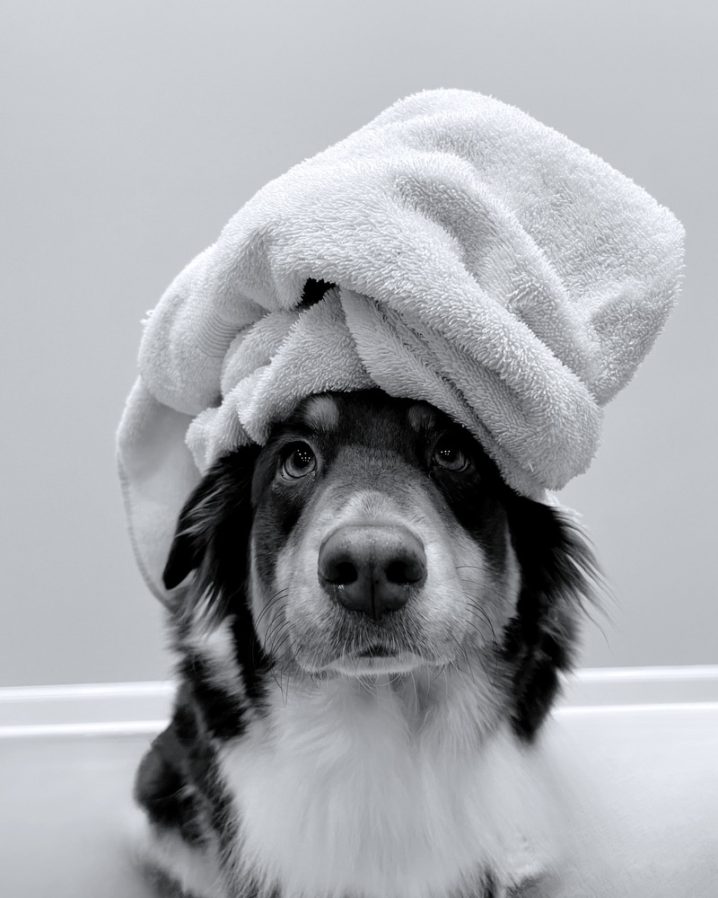 Cute dog with a bath towel on her head