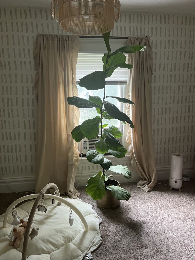 Fiddle leaf fig in a nursery